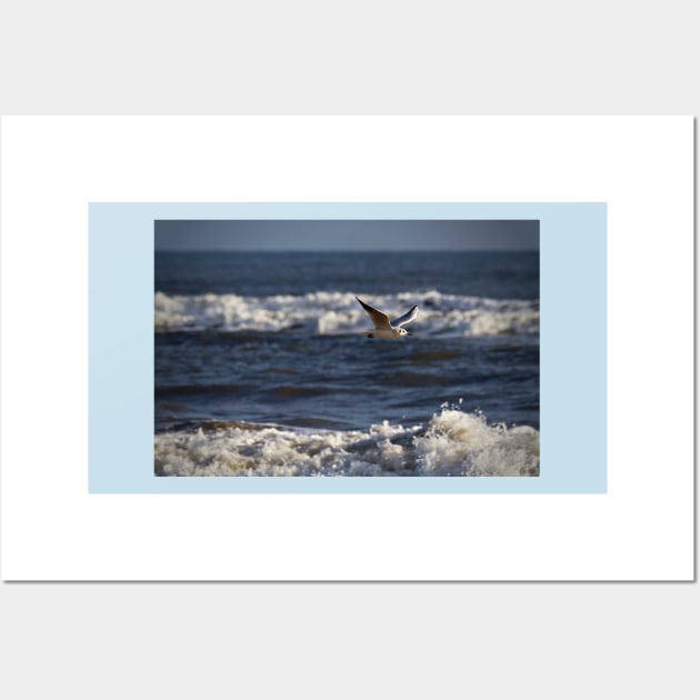 Seagull in flight Wall Art by Violaman